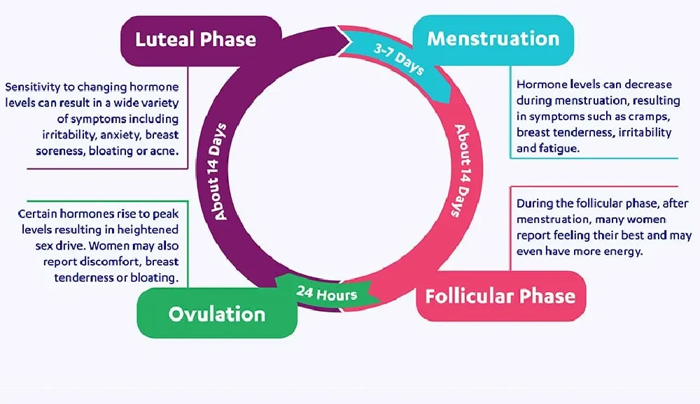 Phases of the Menstrual Cycle